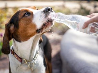 同居犬に水を譲るワンコに賞賛の声 「なんて紳士なんだ！」（動画）