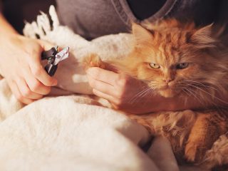 猫の爪切りをワンコがお手伝い　けなげな姿に賞賛の嵐（動画）