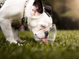 暑い日に愛犬に水を飲ませる裏技とは？　脱水症状チェックの方法も