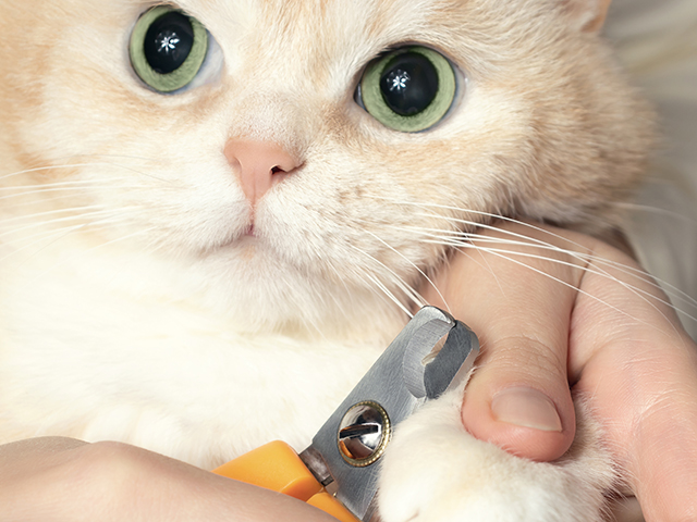 猫の爪切りのコツを動画で詳しく解説！ 嫌がる子の対策方法もの画像1