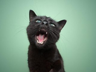 オペラ猫にネット騒然、100万いいねを集めた美声がこちら（動画）