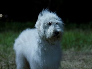 映画『ハウ』俳優犬・ベックが演技派すぎる！　感動名場面の裏話を紹介