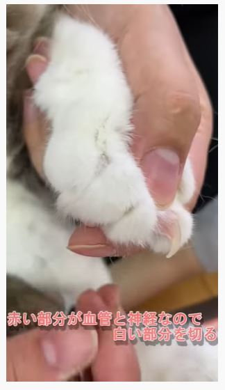 猫の爪切りのコツを動画で詳しく解説！ 嫌がる子の対策方法もの画像3