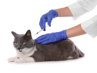 猫パルボウイルスの脅威、飼い主が気を付けるべき感染症対策とは？