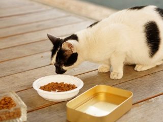愛猫の食事療法を飼い主が自己判断で始める危険性【獣医師監修】