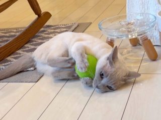 猫のおもちゃ、多機能ボールは便利？それとも１つの機能で十分？　